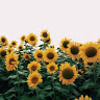 cristinaiancu01